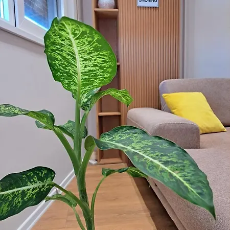 Tetris * Τίρανα