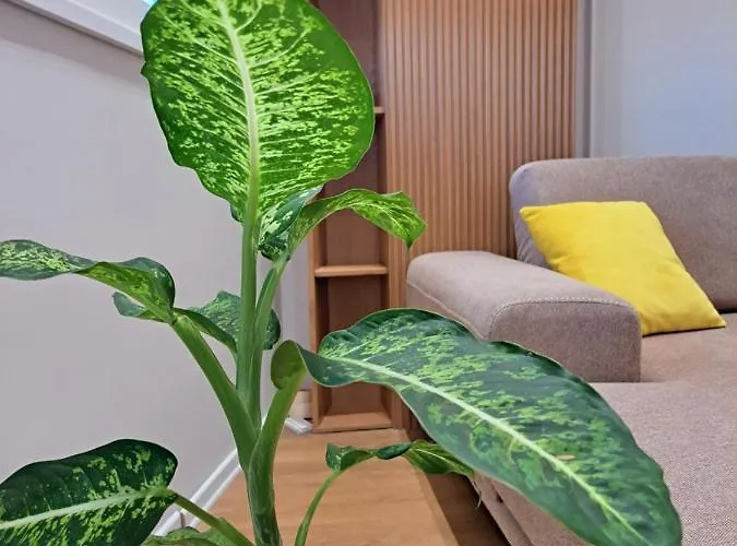 Tetris * Тирана